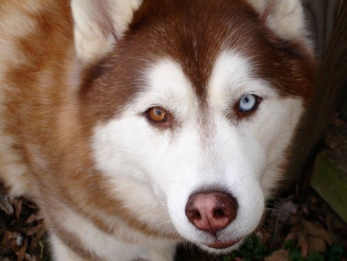 siberian-husky-with-different-colored-eyes-heterochromia